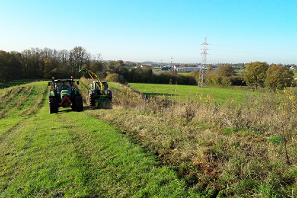 La récolte se fait aisément entre les doubles rangs de saules