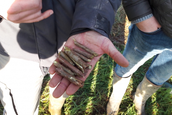 Saules récoltés et déchiquetés par la tête de récolte adaptée