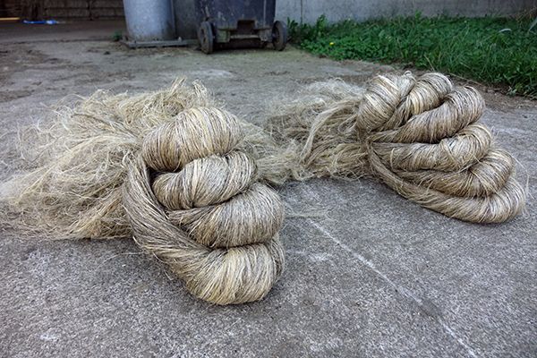Fibres longues de chanvre après teillage. Essai 2020 ValBiom