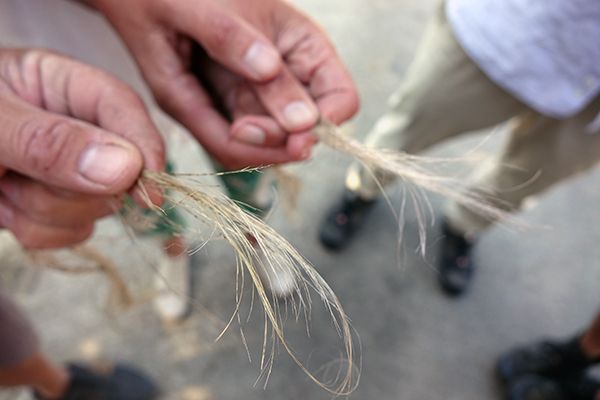 Fibres longues de chanvre obtenues par teillage