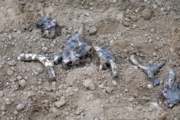 Démonstration de plantation, Gembloux, 05/05/2017