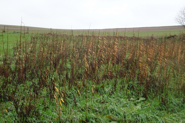Visite de terrain à Ernage, 27/11/2017