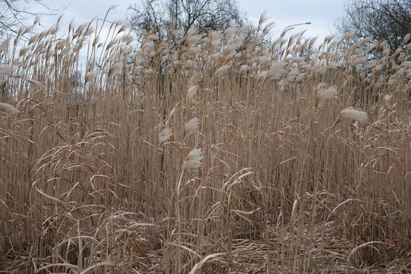 Parcelle de miscanthus ©ValBiom