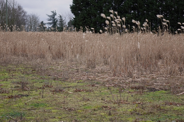 Miscanthus ©ValBiom