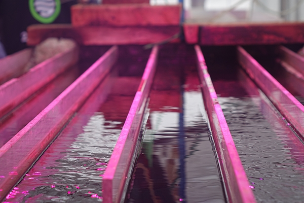 Installations pilotes de cultures de microalgues dans une serre, Ferme du Faascht ©ValBiom