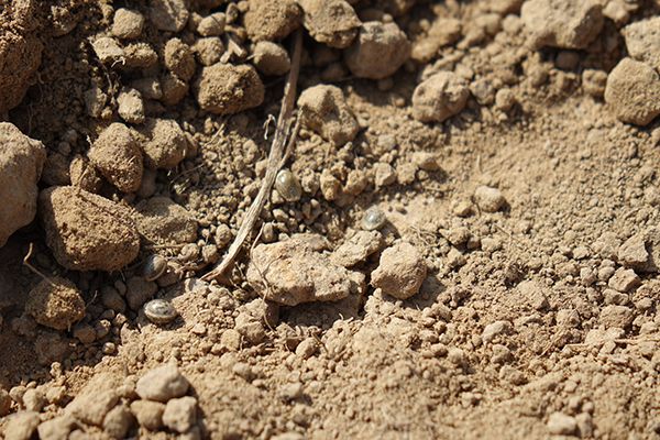©ValBiom - Semis de l'essai 'chanvre fibres longues' à la ferme de Marbaix