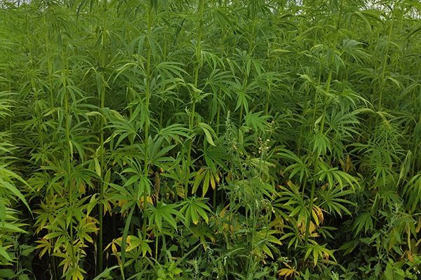 Essai variétal (Bialobrzeskie) à Houtain-le-Val, 2021