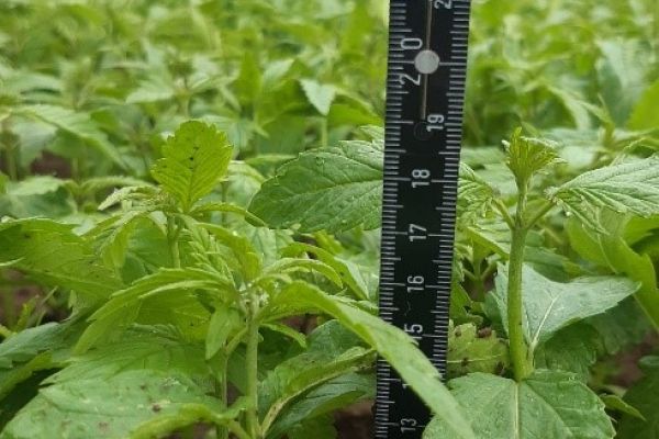 Culture pilote à Villers-le-Bouillet, 2021. ValBiom et le Teillage Marchandisse