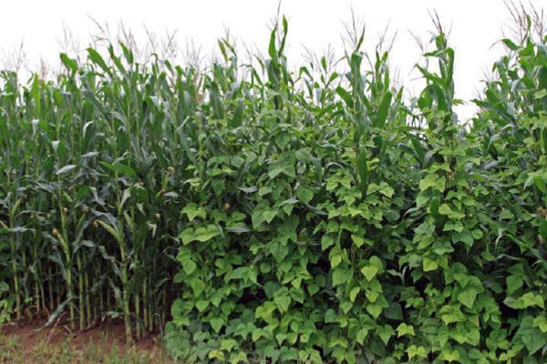 Figure 1 - Association maïs-haricots (©LTZ Augustenberg)