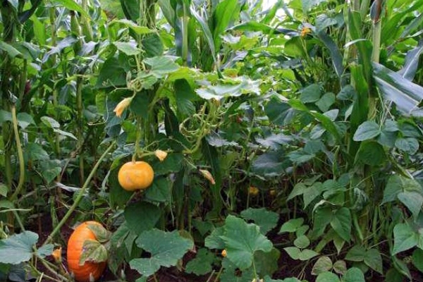 Figure 2 - Association maïs haricots courge, encore appelée MILPA (©LTZ Augustenberg)