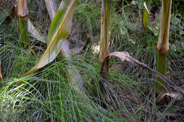 Figure 3 - Fétuque rouge sous maïs (©Sillon Belge/CIPF)