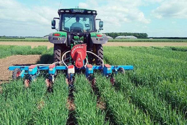 Figure 4 - Semis de maïs au sein d'un blé d'hiver en Alsace, vers la mi-mai (©Arvalis)