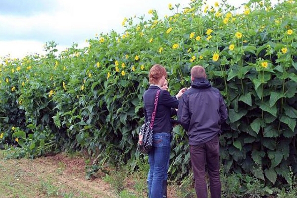 Figure 5 - Silphie en juillet/août (©LTZ Augustenberg)