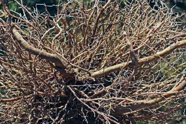 Figure 6 - Système racinaire de la Silphie (©LTZ Augustenberg)