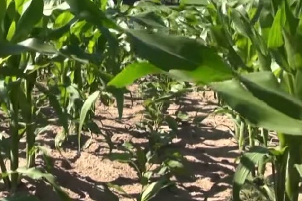 Figure 7 - Développement de silphie sous maïs lors de la 1ère année de semis de la silphie (©Bayerischer Rundfunk)