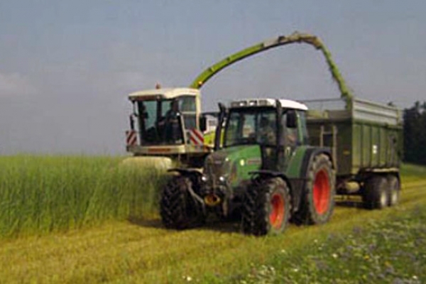 Figure 8 - Récolte du szarwasi (©Hirschgras.de)