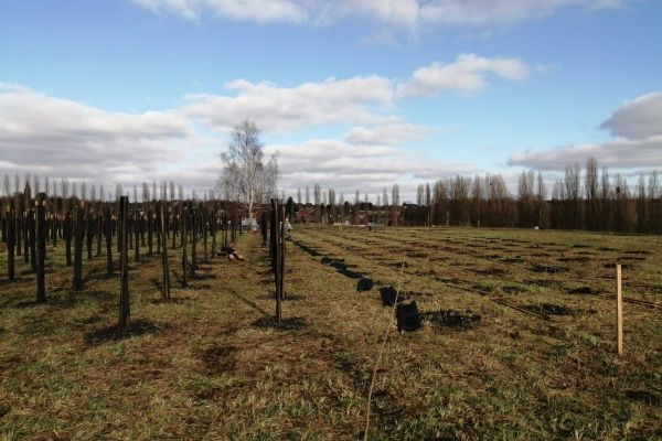 ©XWOOD - Plantation