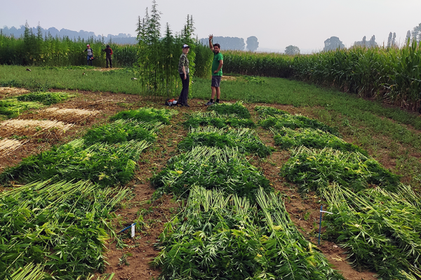 Essai variétal 2020 à la Ferme expérimentale de l’UCLouvain
