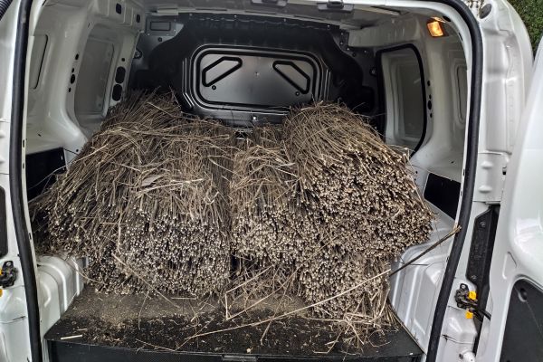 Fagots partant pour le teillage