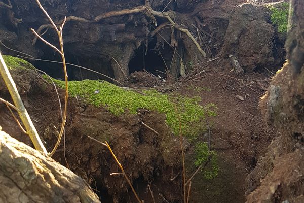 Le coeur d'un saule têtard