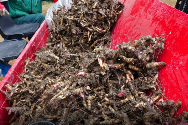 Démonstration de plantation, Gembloux, 05/05/2017