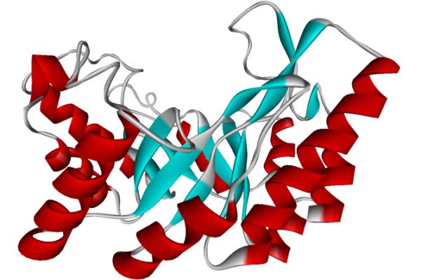 Structure tri-dimensionnelle d’une enzyme (schéma laboratoire)