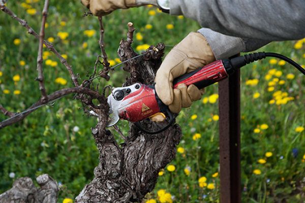 Taille de la vigne - ©DR