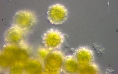 Chlorogonium elongatum.,Centre alpin de recherche sur les réseaux trophiques des écosystèmes limniques (CARRTEL). © RIMET Frederique