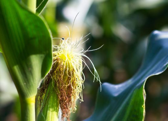 Image issue du livre "Starch in the Bioeconomy" - Publié le 17 décembre 2020 par CRC Press