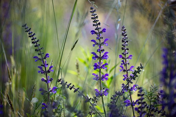 Sauge sclarée ©Pixabay