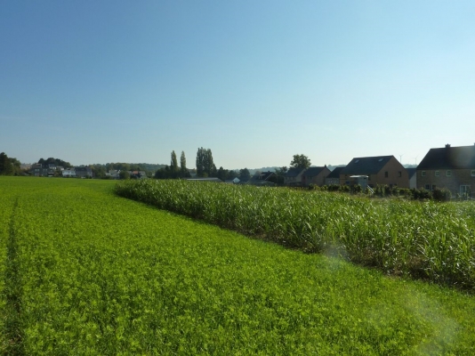 Bande antiérosive de miscanthus à Mazy (village de la commune de Gembloux)
