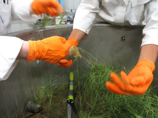 Photo: Copyright ©PhytoSELECT - Crédit Lydie.Leforestier. Légende : prélèvements dans le mésocosme.